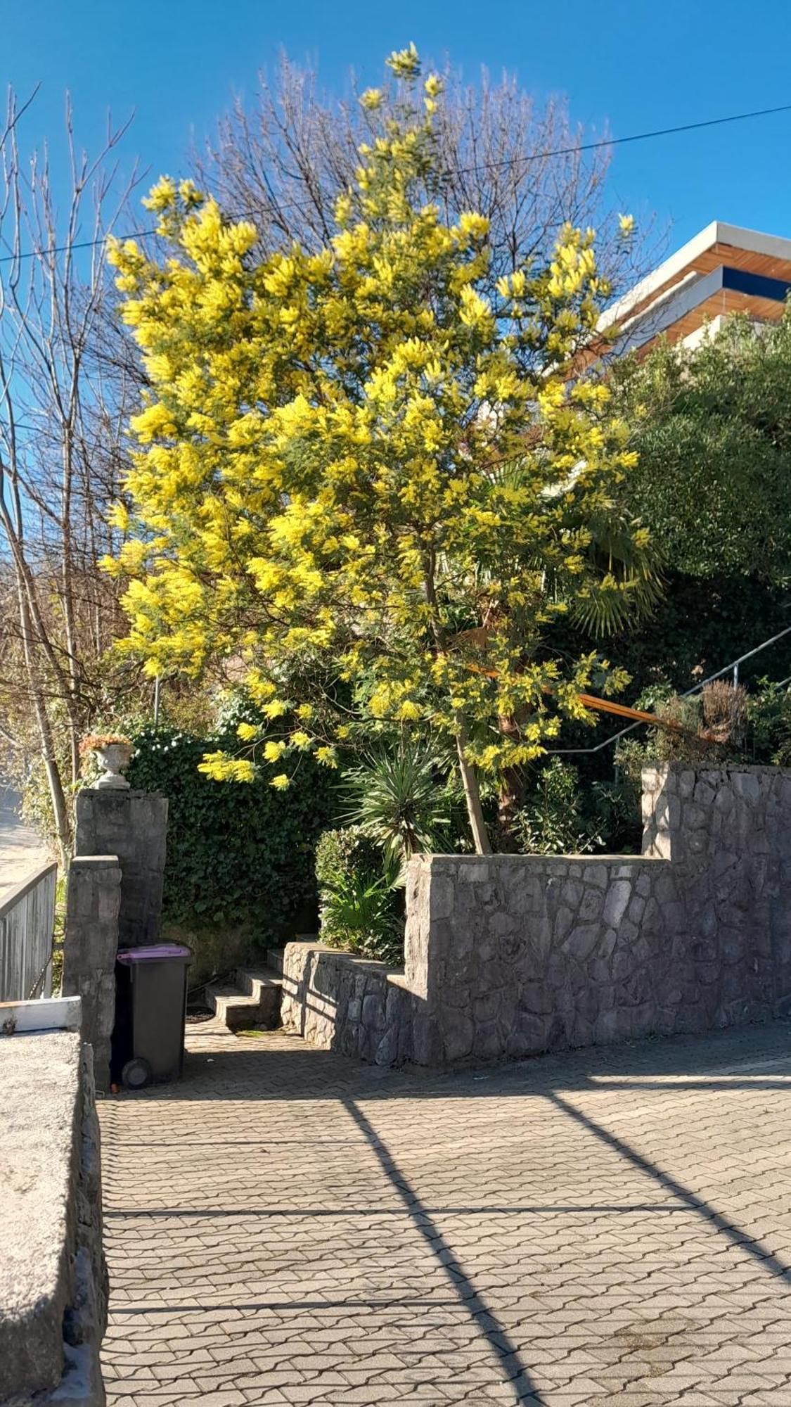 Apartment Ana オパティヤ エクステリア 写真